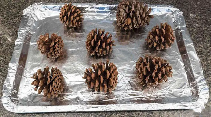 How to Open Pine Cones Without Oven
