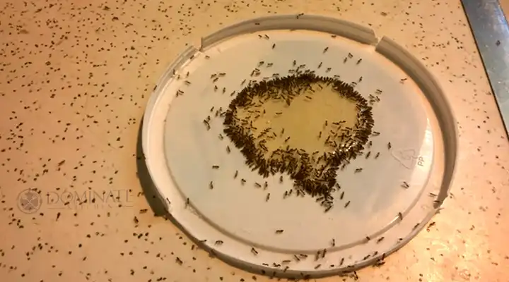 How to Deal With Tiny Ants on The Kitchen Counter